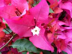 Plancia ëd Bougainvillea glabra Choisy