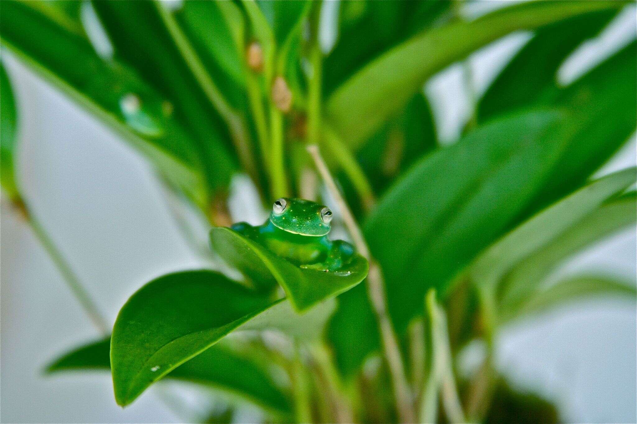 Image of San Jose Cochran Frog