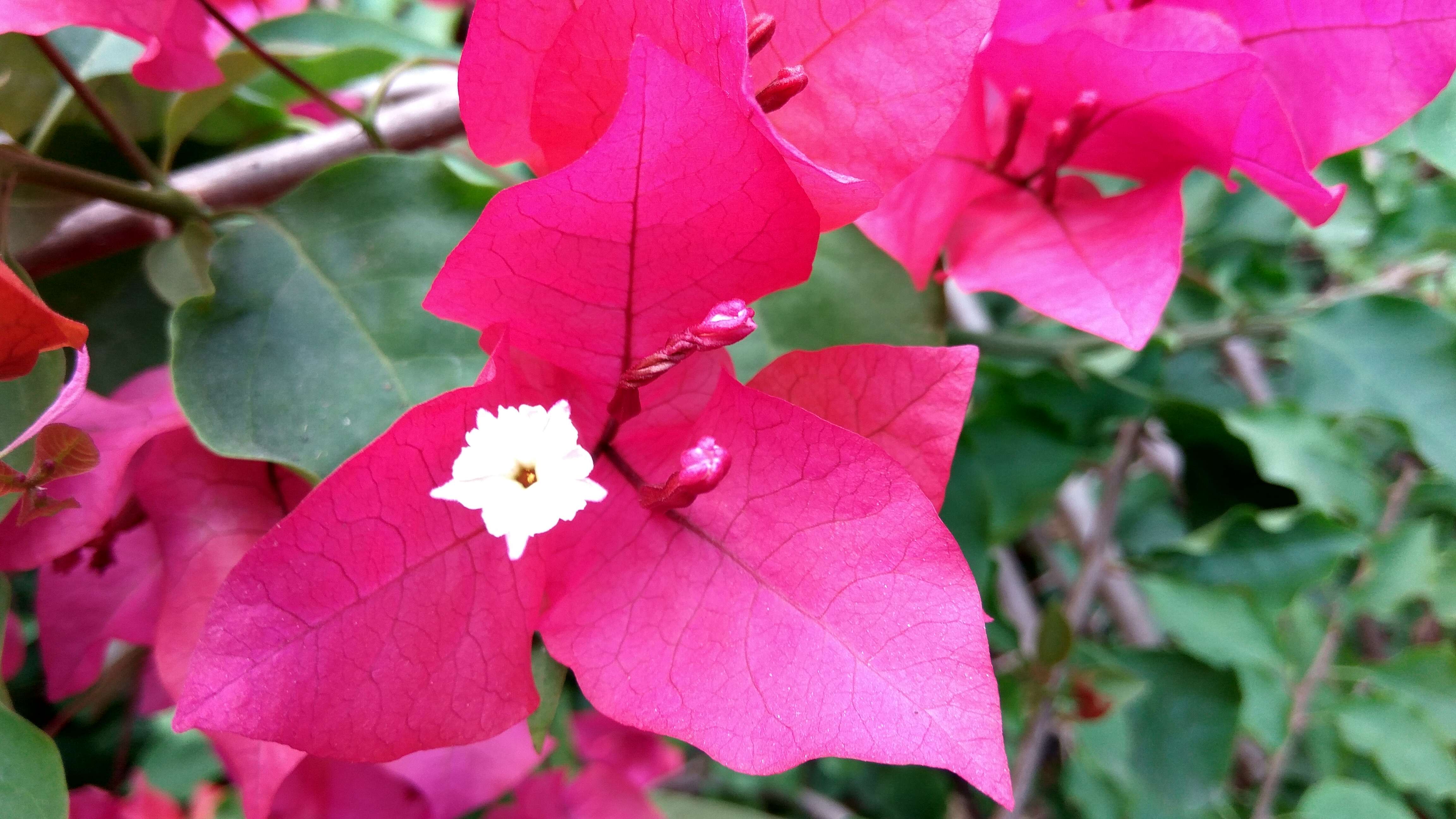 Слика од Bougainvillea glabra Choisy