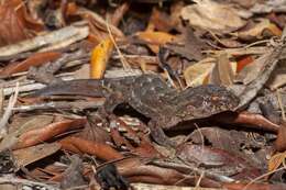 Image of Lord Howe Island Southern Gecko