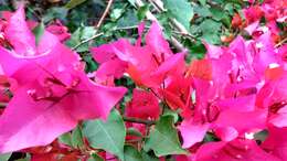 Слика од Bougainvillea glabra Choisy