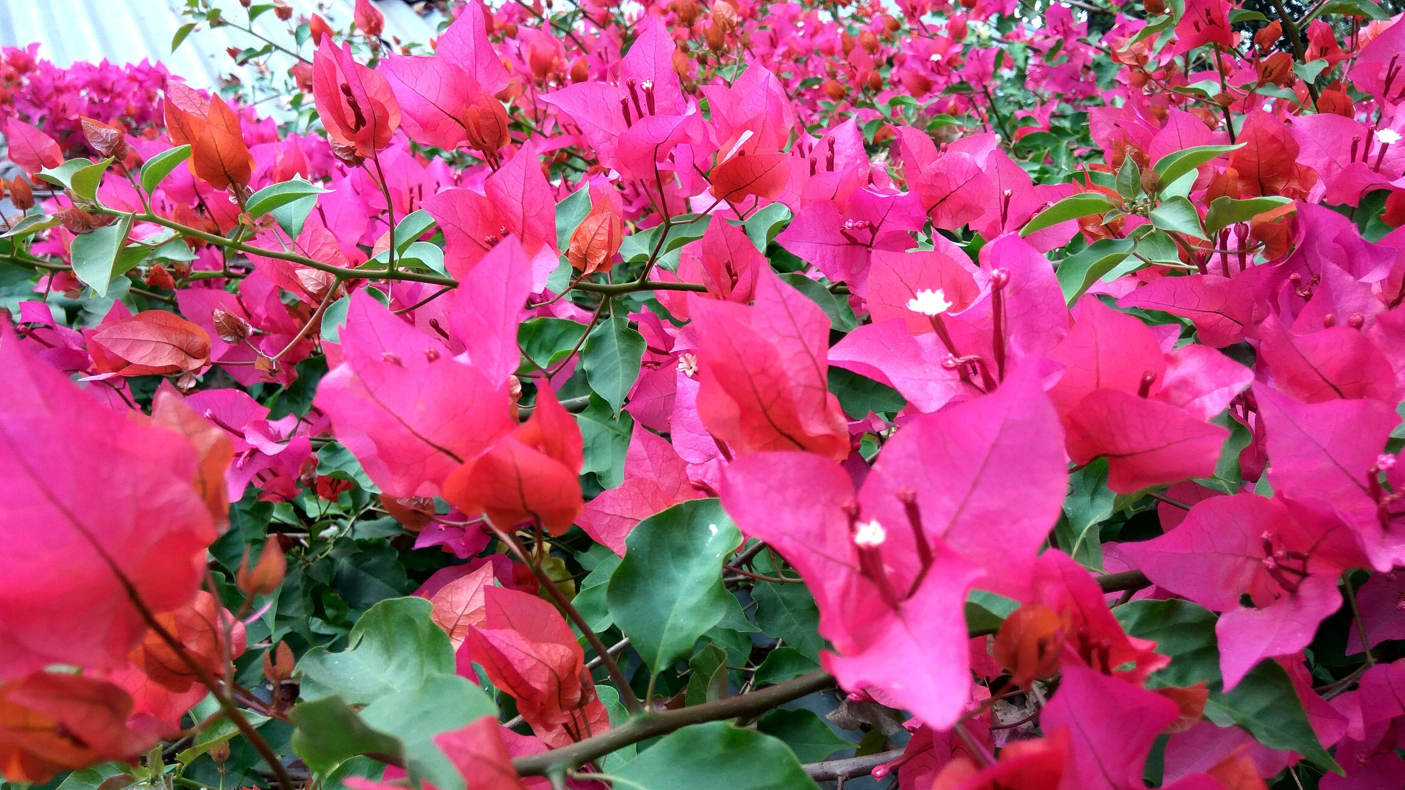 Слика од Bougainvillea glabra Choisy