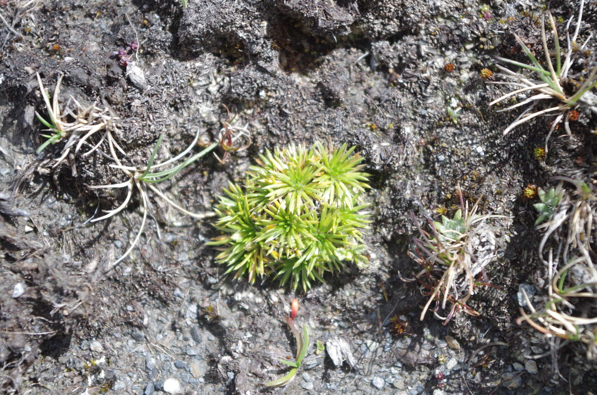 Image of Novenia tunariensis (Kuntze) Freire