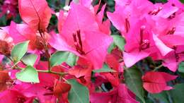 Plancia ëd Bougainvillea glabra Choisy