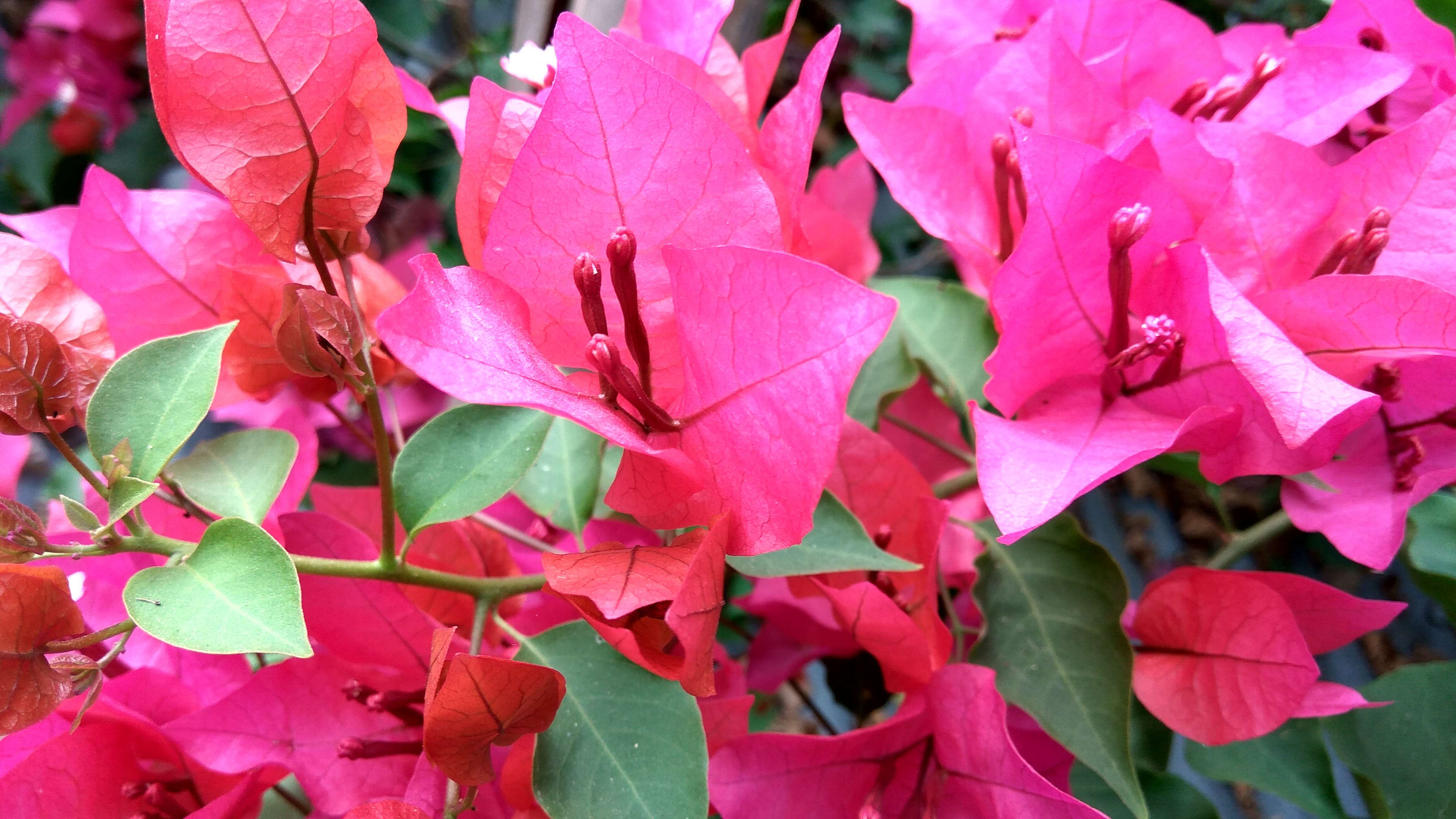 Plancia ëd Bougainvillea glabra Choisy