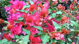 Слика од Bougainvillea glabra Choisy