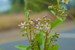 Sivun Adelphia hiraea (Gaertn.) W. R. Anderson kuva