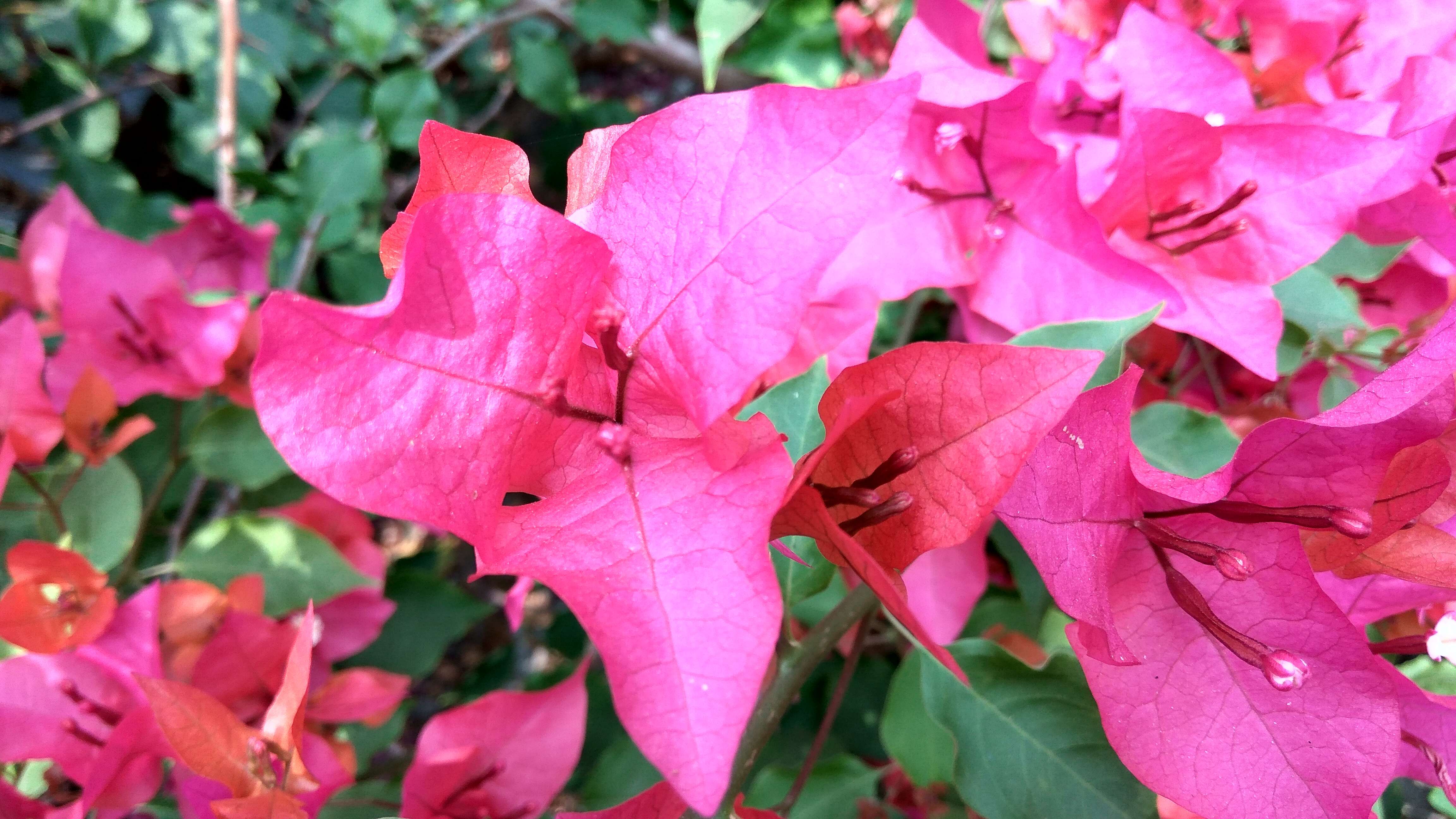 Слика од Bougainvillea glabra Choisy