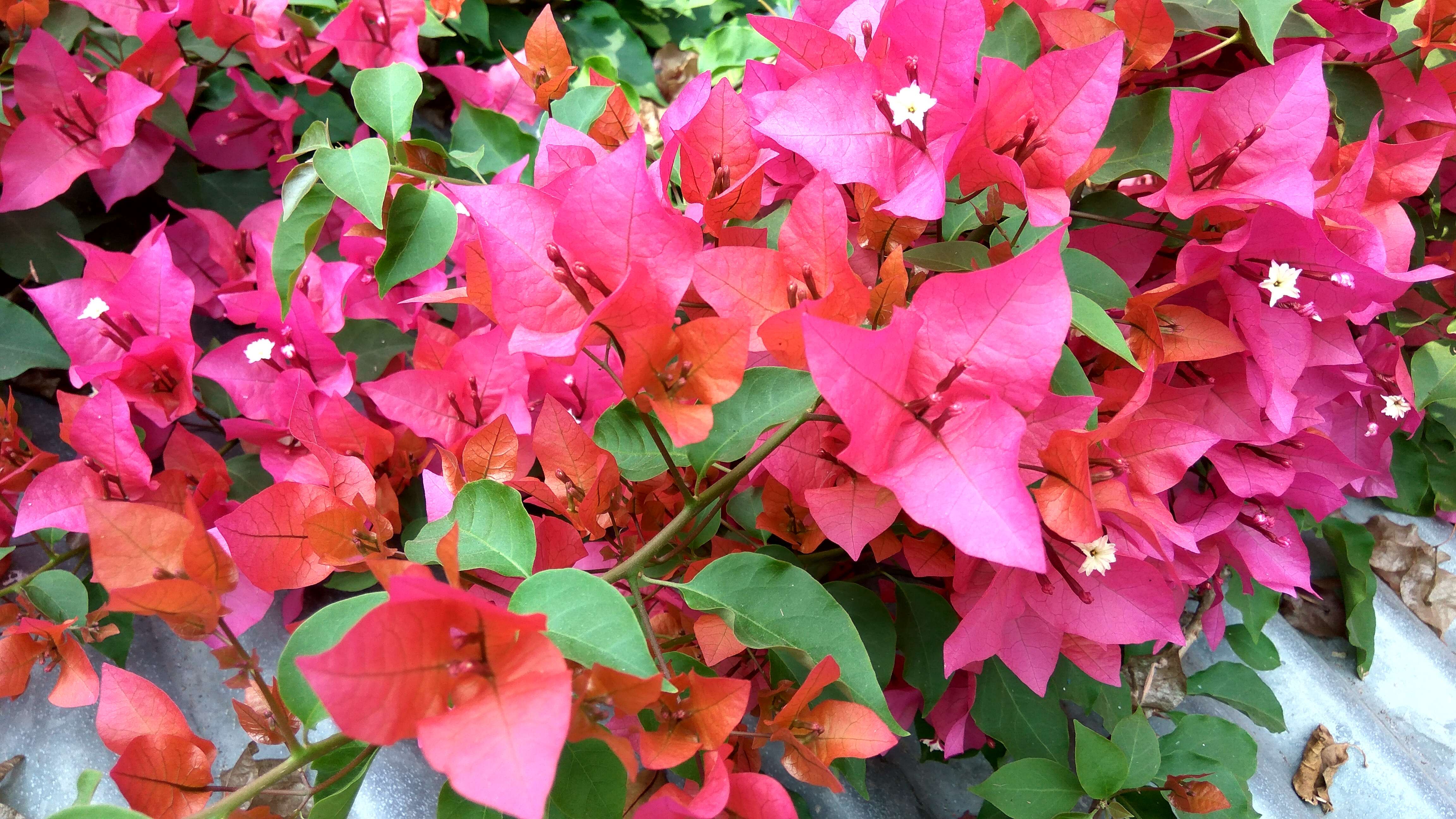 Слика од Bougainvillea glabra Choisy