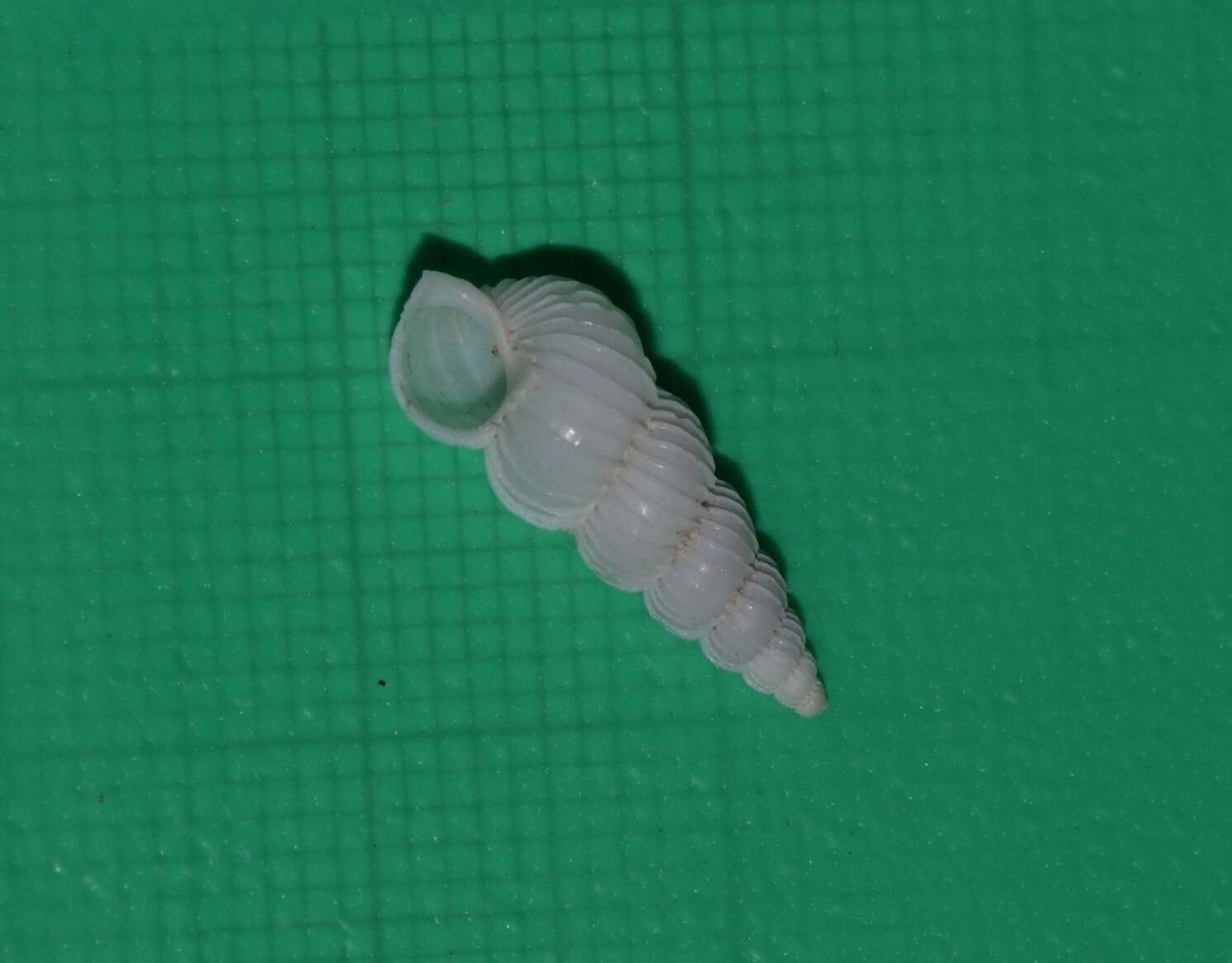 Image of small wentletrap
