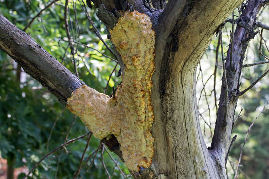 Image of Orchard toothcrust