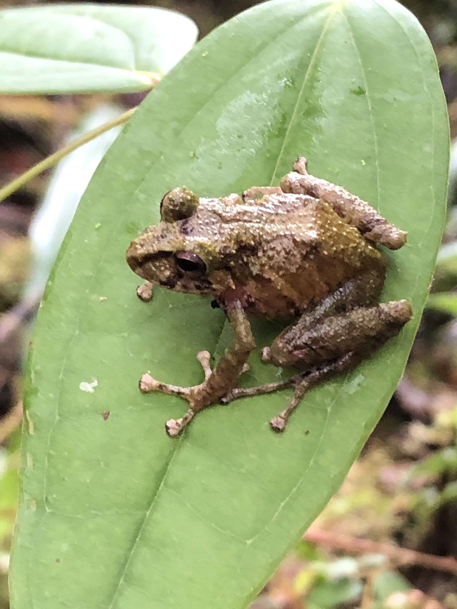 Image of Llanganates Rain Frog; Cutin de los Llanganates