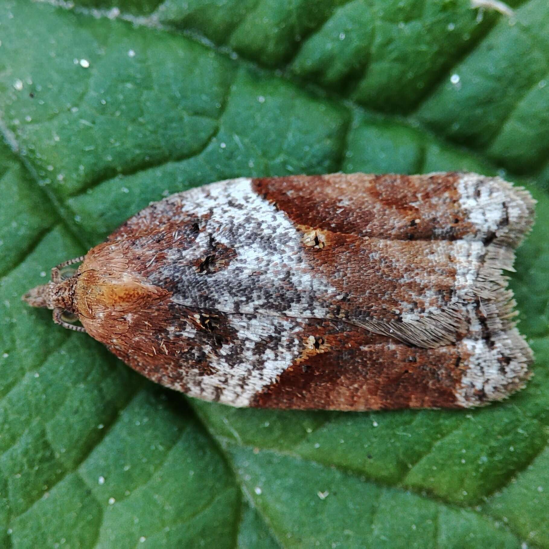 Image of broad-barred button moth