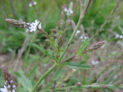 Image of Carolina vervain