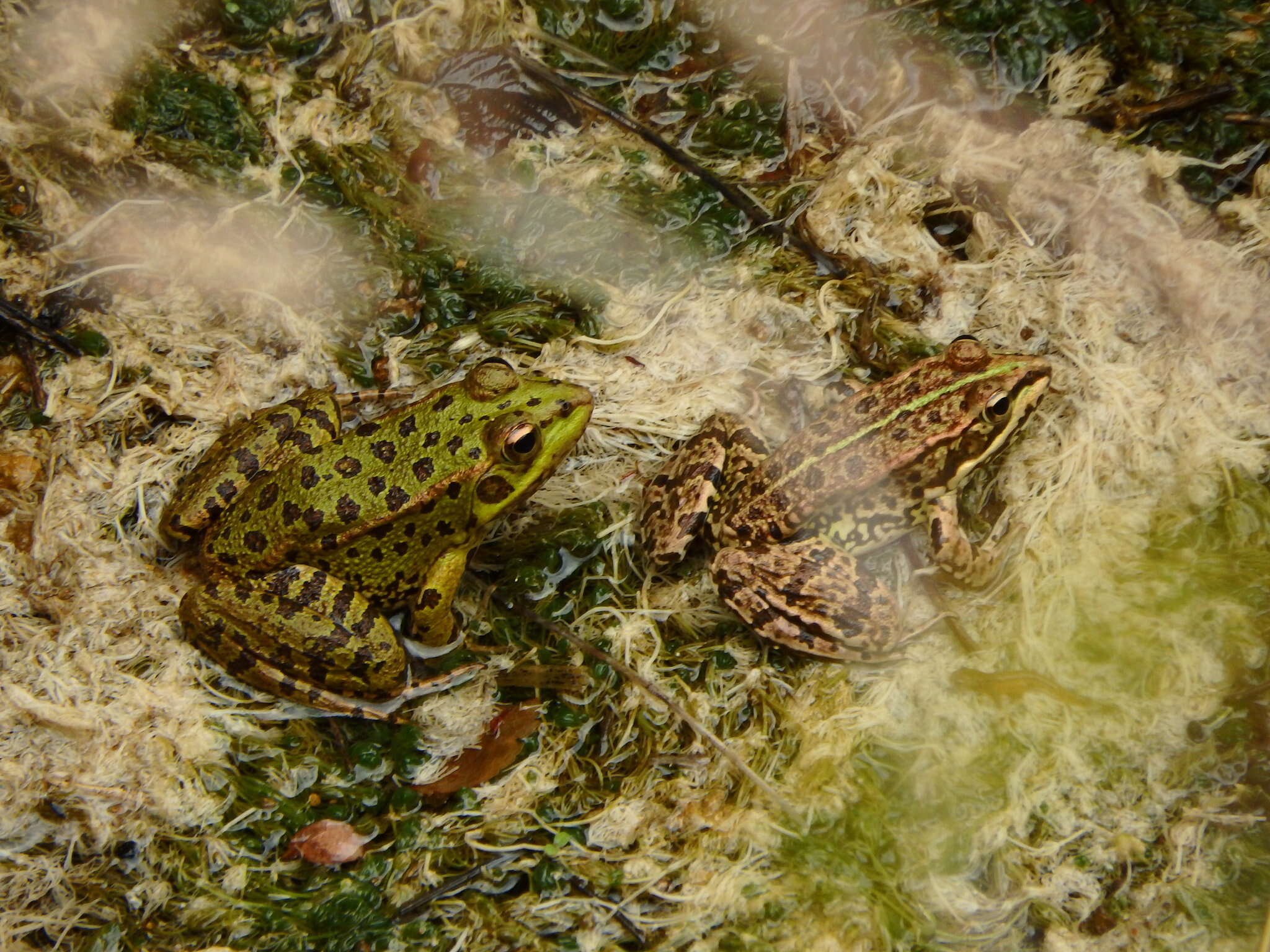 Image of Perez's Frog