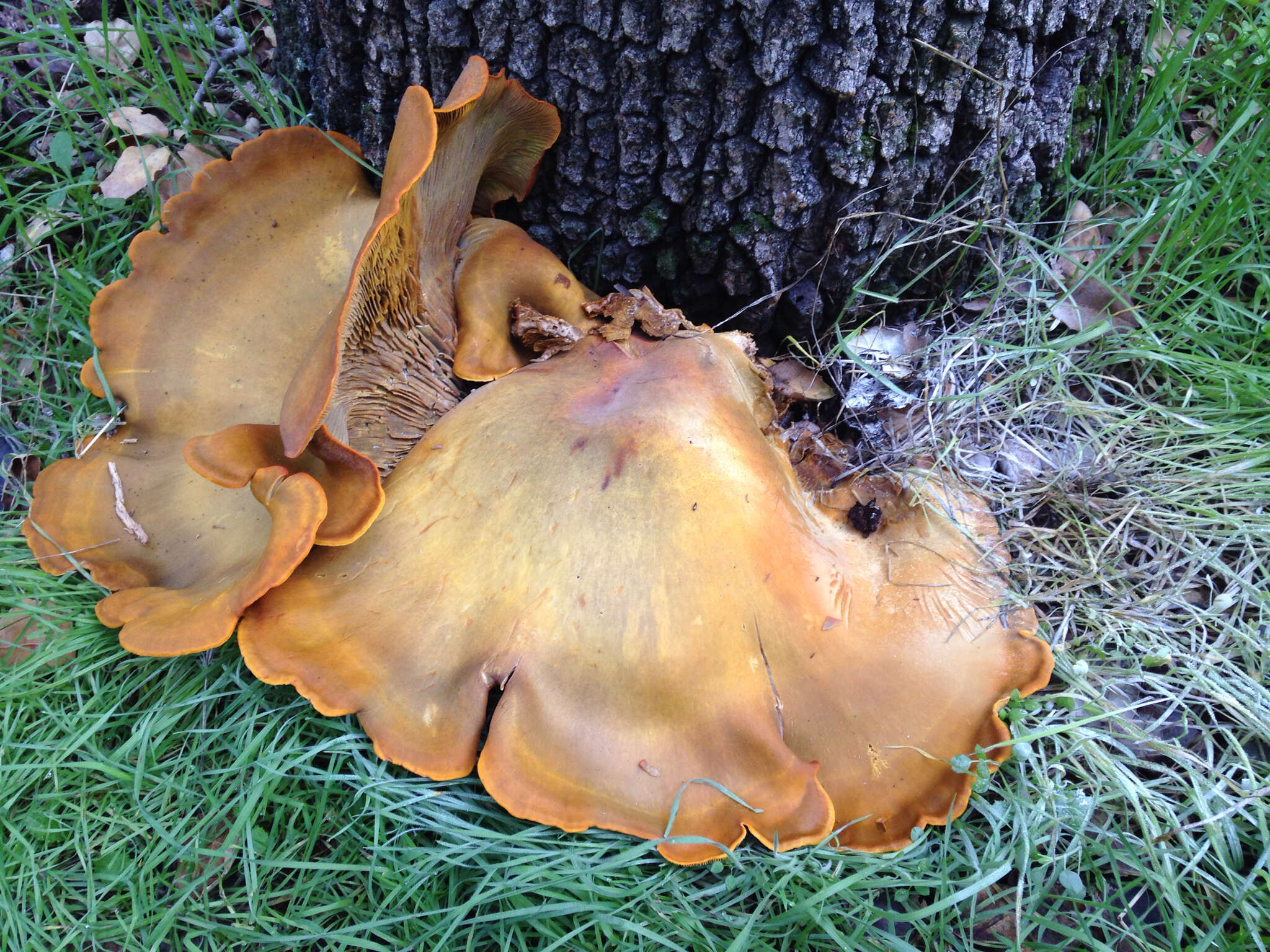 Image of western jack-o'-lantern mushroom