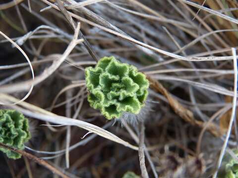 Image of Aeonium smithii (Sims) Webb & Berth.