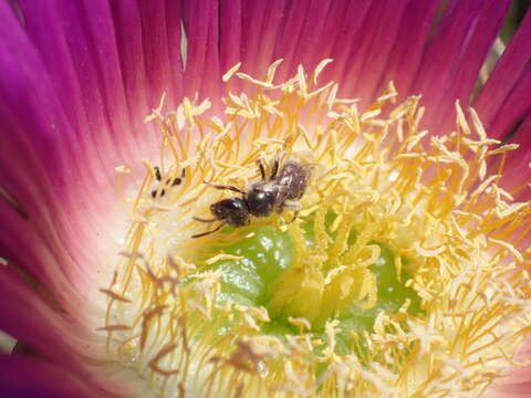 Image of Halictus tripartitus Cockerell 1895