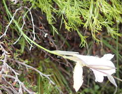 Plancia ëd Gladiolus nigromontanus Goldblatt