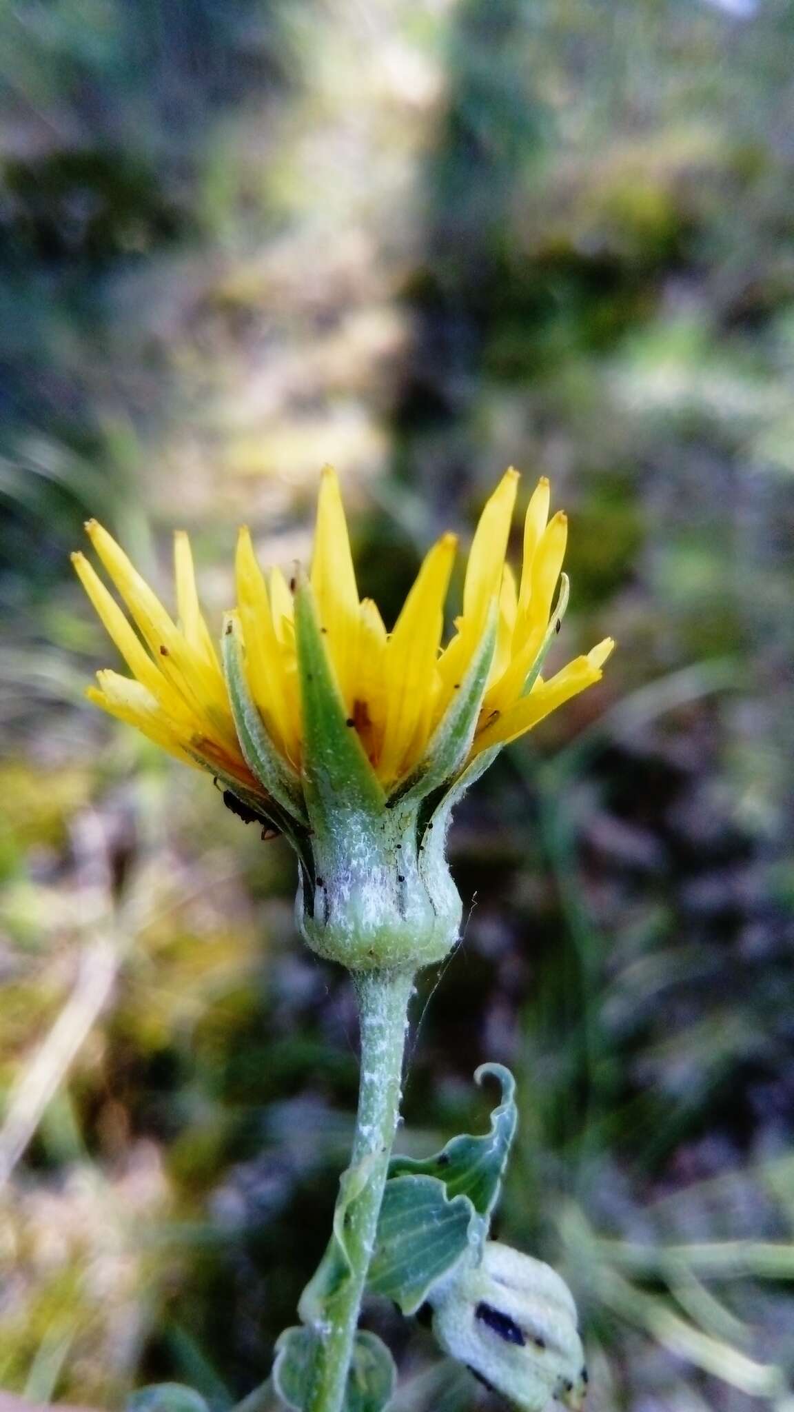 Sivun Tragopogon heterospermus Schweigger kuva