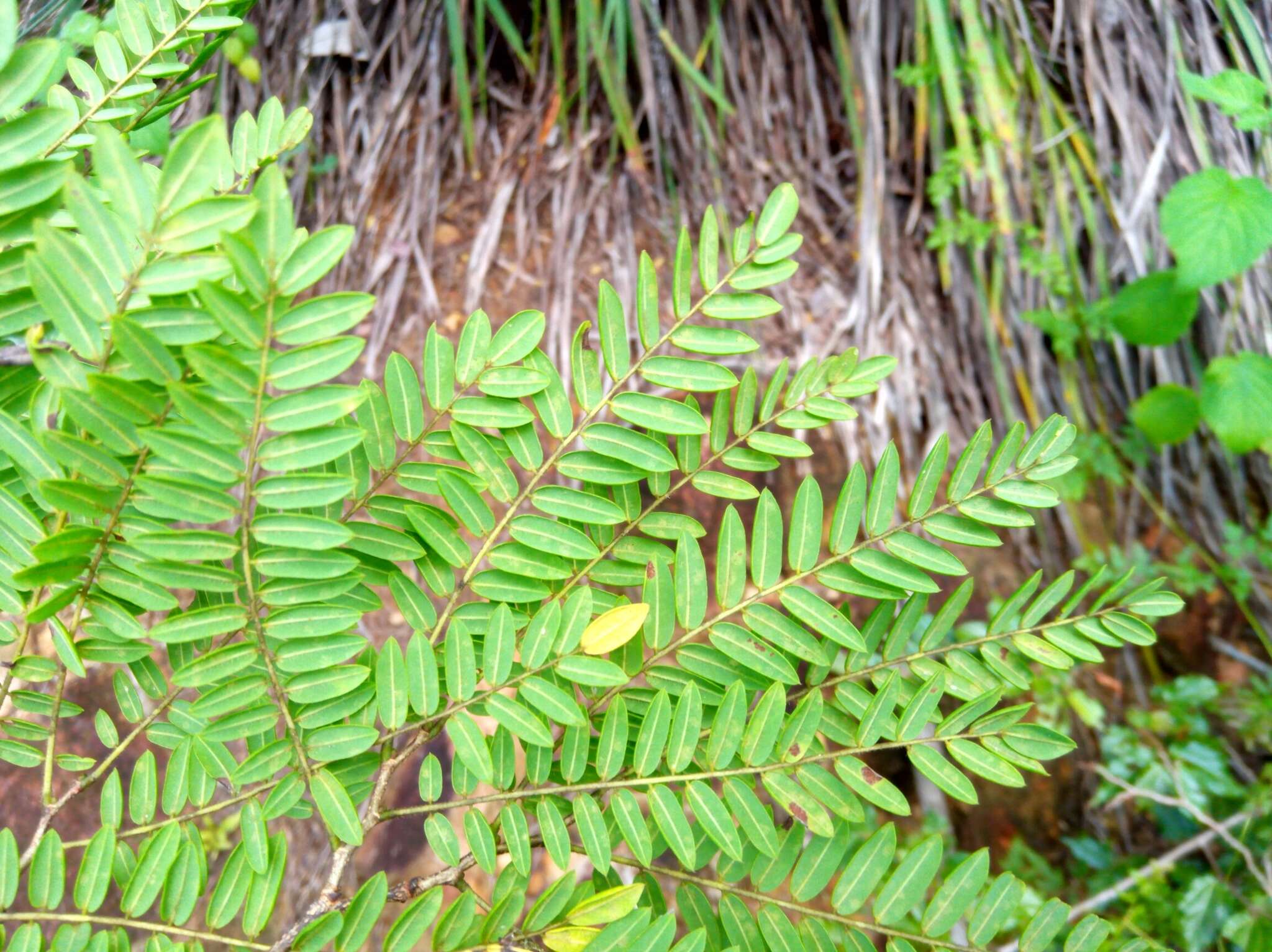 Image de Dalbergia pseudobaronii R. Vig.