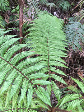 Plancia ëd Dicksonia squarrosa (G. Forst.) Sw.