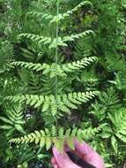 Image de Dryopteris triploidea Wherry