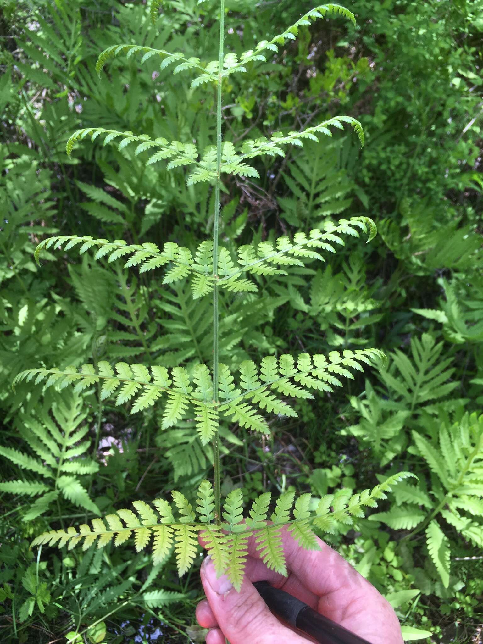 Image de Dryopteris triploidea Wherry