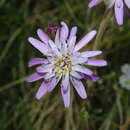 Image of Leucheria glacialis (Poepp.) Reiche