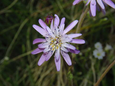 Image de Leucheria glacialis (Poepp.) Reiche