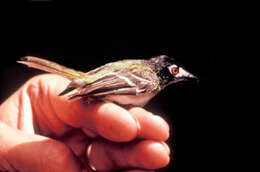 Image of vireos