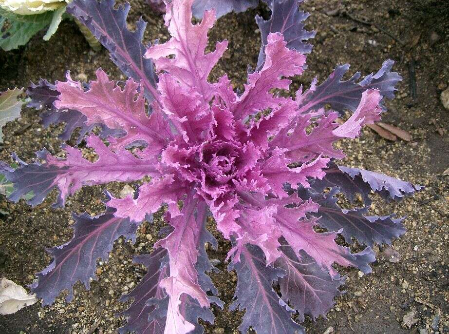 Image of white cabbage