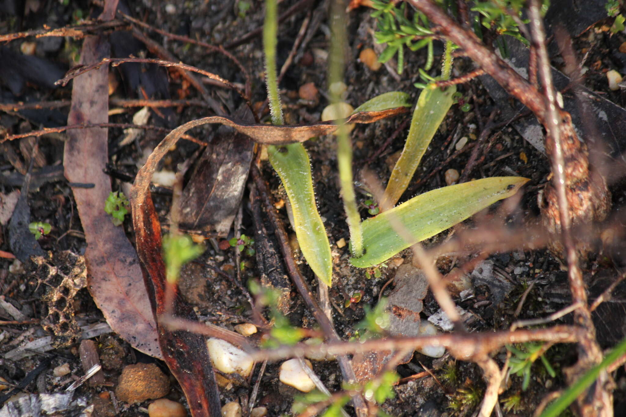 Imagem de Caladenia major (R. Br.) Rchb. fil.