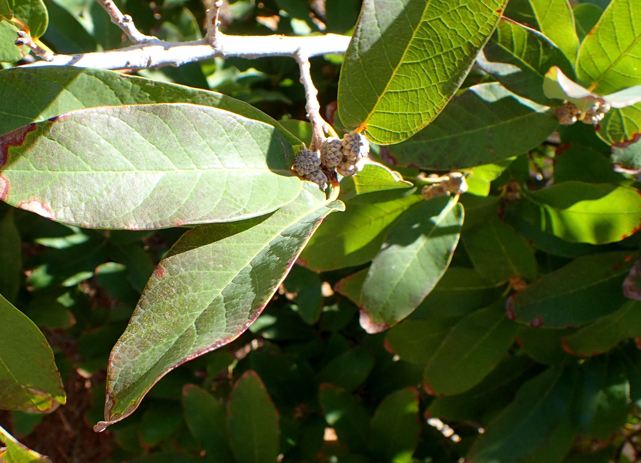 Imagem de Quercus polymorpha Schltdl. & Cham.