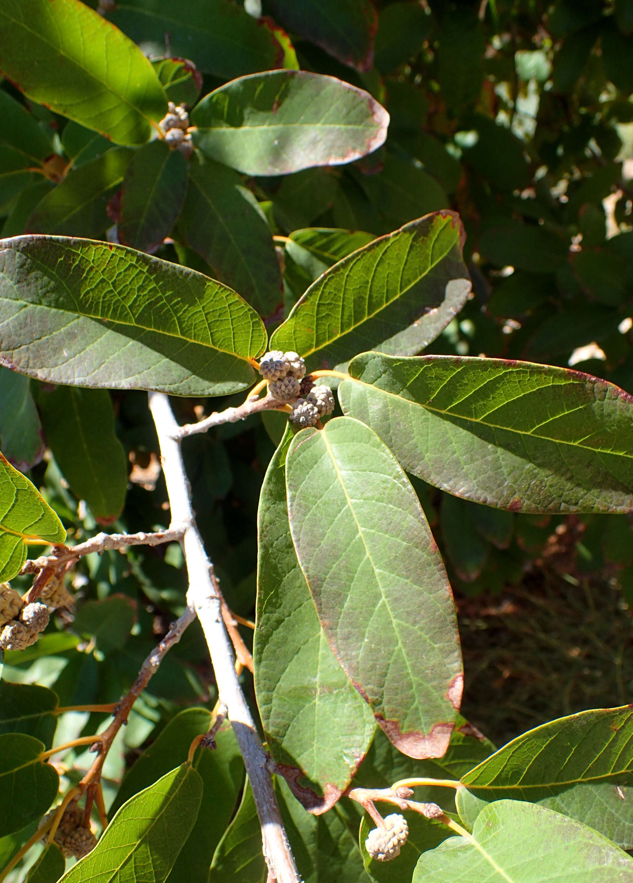 Imagem de Quercus polymorpha Schltdl. & Cham.