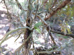 Image of Mystacidium capense (L. fil.) Schltr.