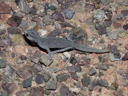 Image of Eastern Spiny-tailed Gecko