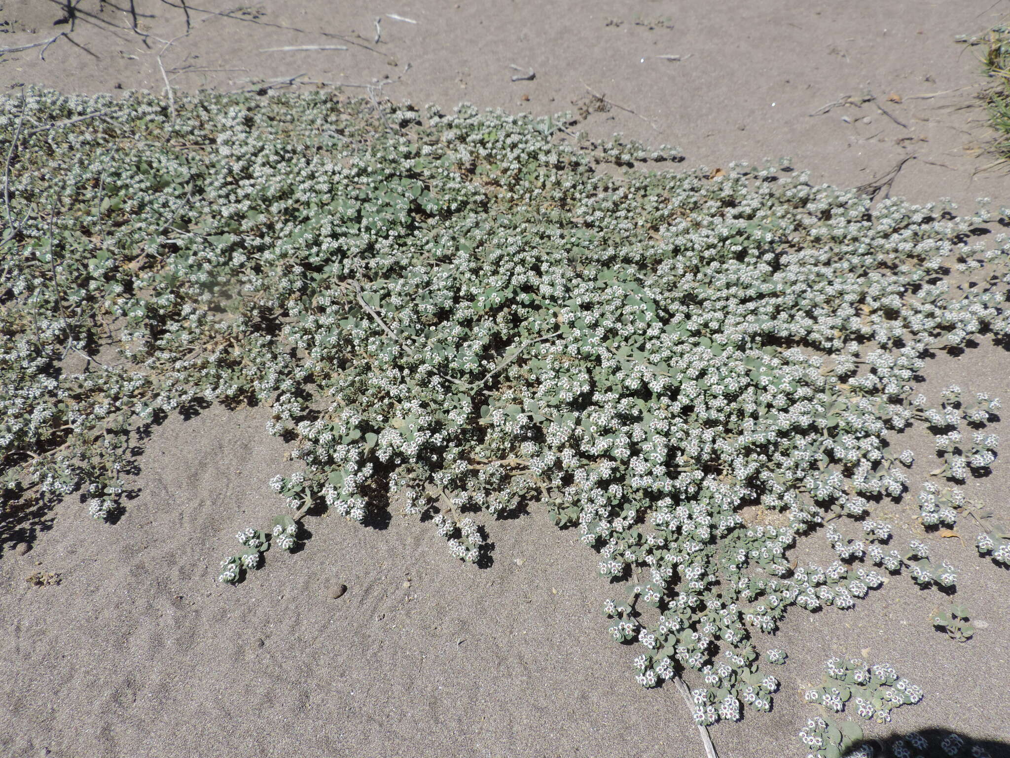 Image of Euphorbia leucophylla Benth.