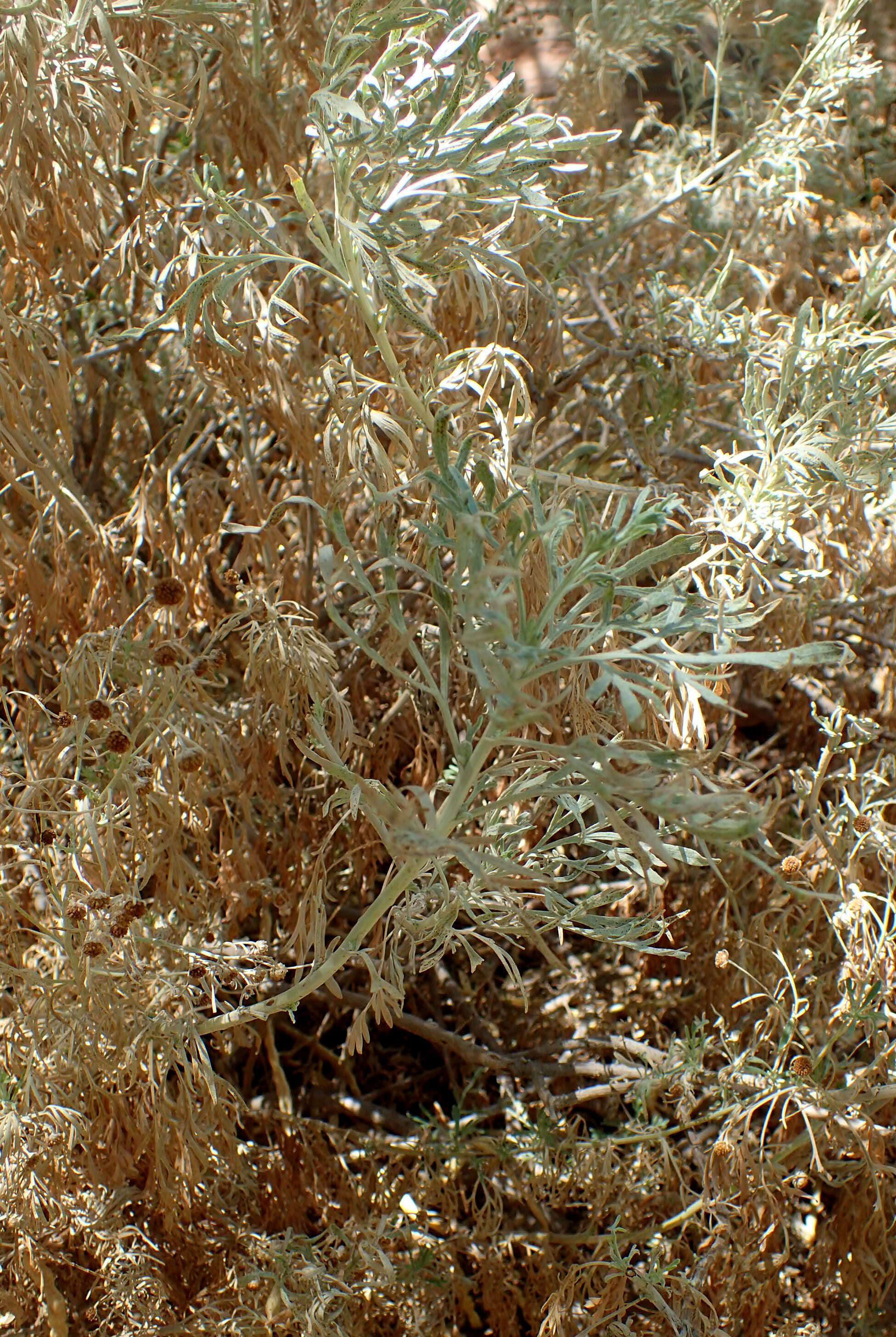 Image of Artemisia arborescens L.