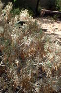 Image of Artemisia arborescens L.