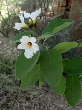 Image of anacahuita