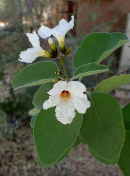 Image de Cordia boissieri A. DC.