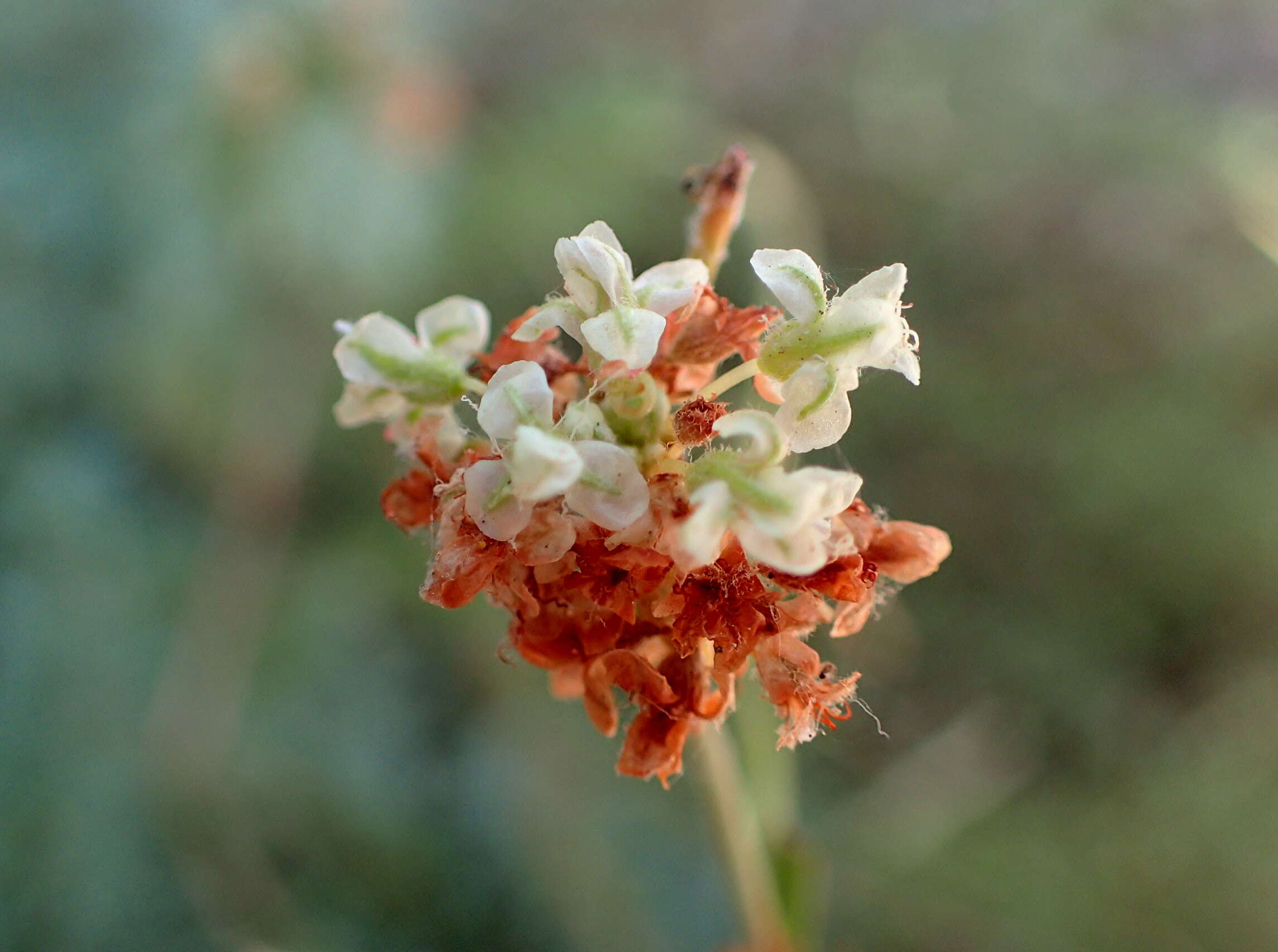 Imagem de Eriogonum fasciculatum Benth.