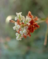 Imagem de Eriogonum fasciculatum Benth.