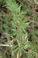 Imagem de Eriogonum fasciculatum Benth.