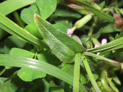 Imagem de Silene fuscata Brot.