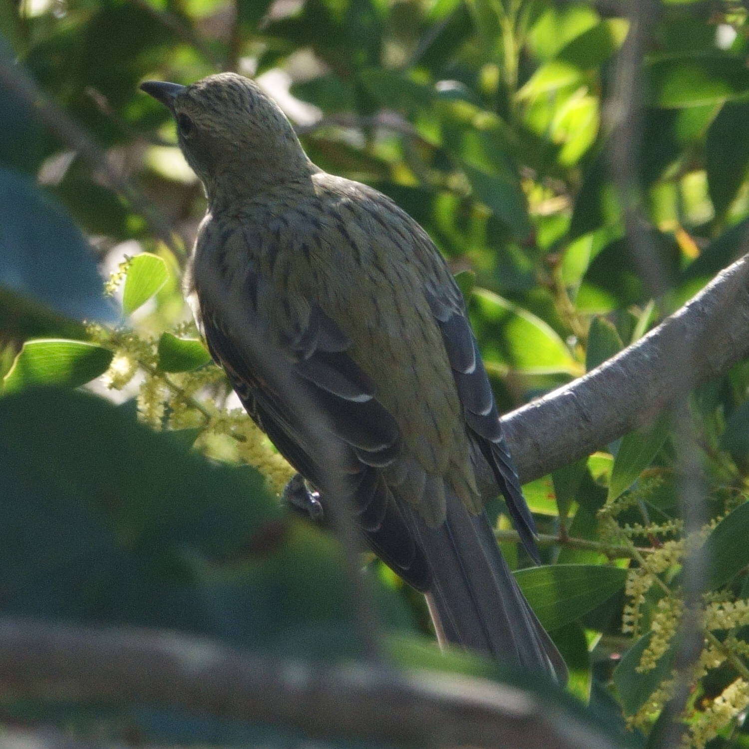 Image of Olive-backed Oriole