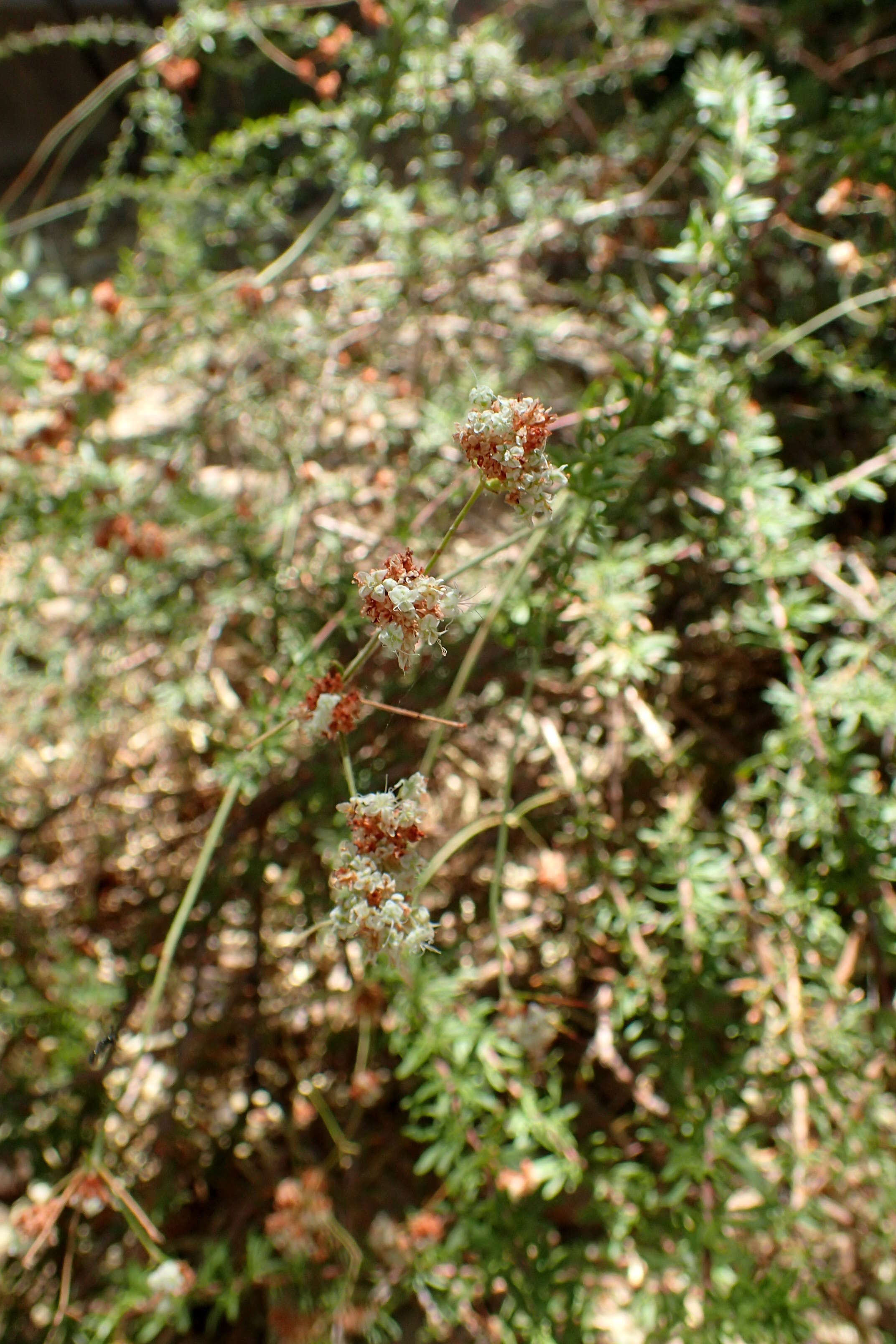 Imagem de Eriogonum fasciculatum Benth.