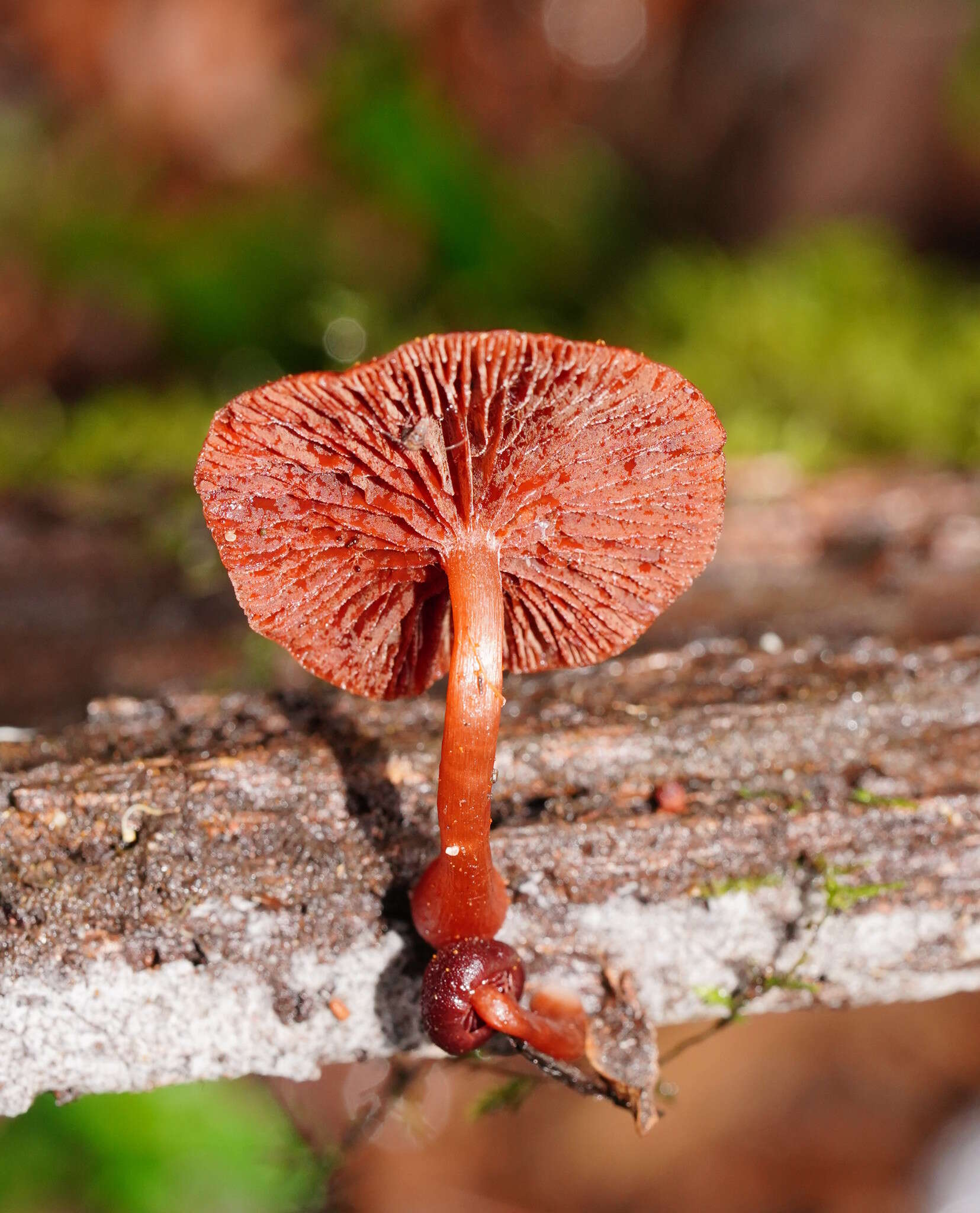 Image of Tubaria rufofulva (Cleland) D. A. Reid & E. Horak 1983