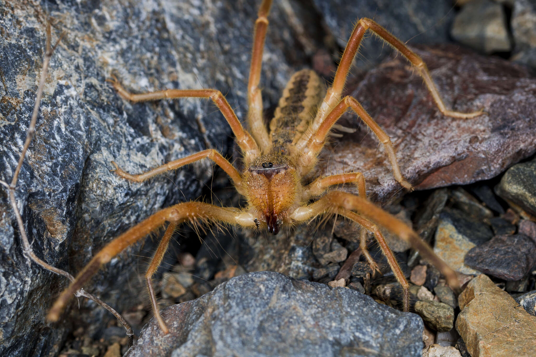 Imagem de Galeodes caspius Birula 1890